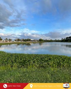 pond with grassy bank in the foreground and blue, cloudy sky