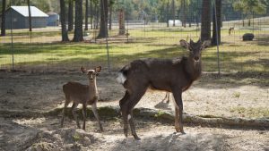 two deer facing camera