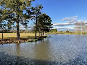 lakefront property with pine trees