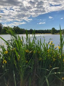 beautiful lake through the blades of tall grass
