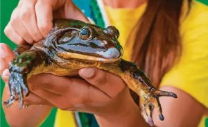girl in yellow shirt holding large bullfrog