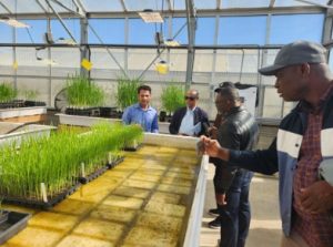 men looking over rice in research facility