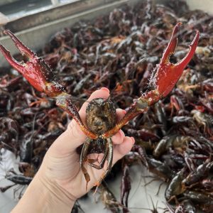 human hand holding a crawfish with pinchers spread out with more crawfish in the background